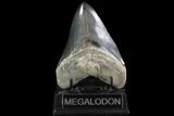 Serrated, Fossil Megalodon Tooth - Collector Quality Tooth #95492-1